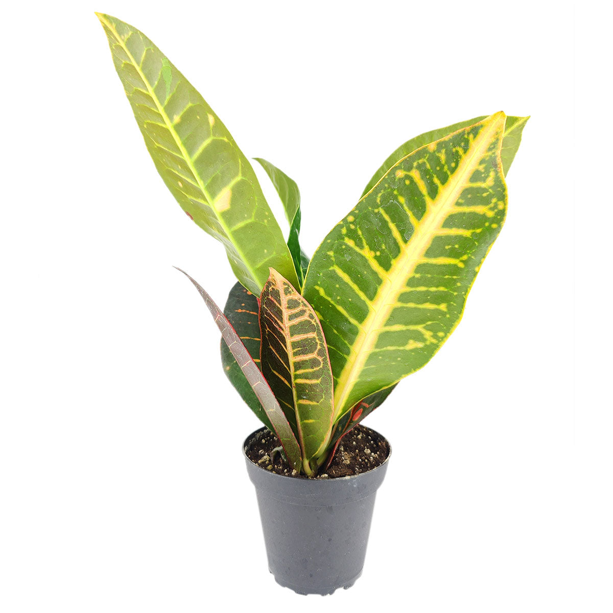 Croton Petra 'Joseph's Coat'