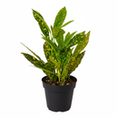 3 inch Tropical houseplant, small houseplants for small spaces, outdoor décor plants, small colorful houseplants