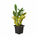 3 inch Tropical houseplant, small houseplants for small spaces, outdoor décor plants, small colorful houseplants