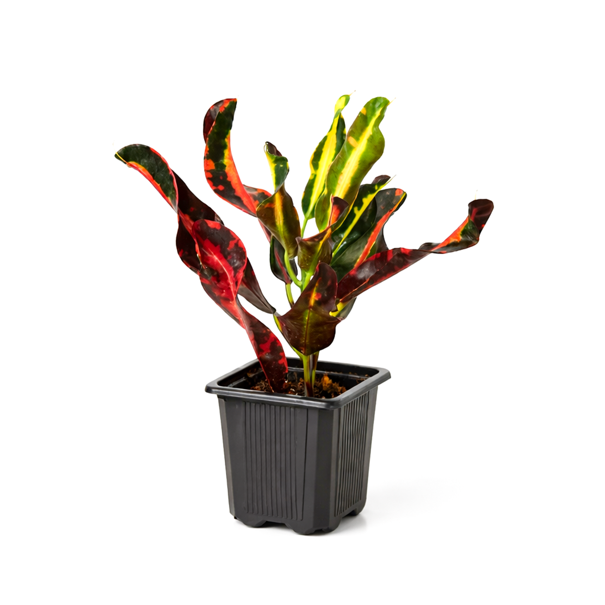 Croton Mammy, Colorful Foliage Houseplants, Houseplants for Homes and Offices, Live Croton Mammy, Air-purifying houseplants, Buy Croton Mammy Online, best online nursery california
