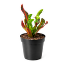 Croton Mammy, Colorful Foliage Houseplants, Houseplants for Homes and Offices, Live Croton Mammy, Air-purifying houseplants, Buy Croton Mammy Online, best online nursery california