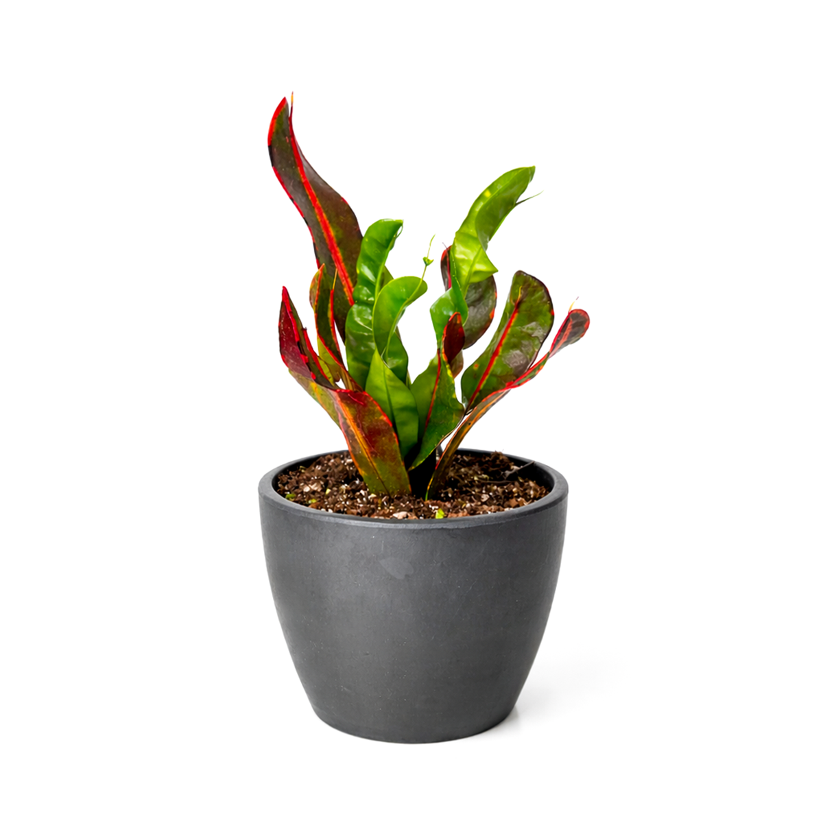 Croton Mammy, Colorful Foliage Houseplants, Houseplants for Homes and Offices, Live Croton Mammy, Air-purifying houseplants, Buy Croton Mammy Online, best online nursery california