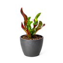 Croton Mammy, Colorful Foliage Houseplants, Houseplants for Homes and Offices, Live Croton Mammy, Air-purifying houseplants, Buy Croton Mammy Online, best online nursery california