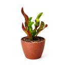 Croton Mammy, Colorful Foliage Houseplants, Houseplants for Homes and Offices, Live Croton Mammy, Air-purifying houseplants, Buy Croton Mammy Online, best online nursery california