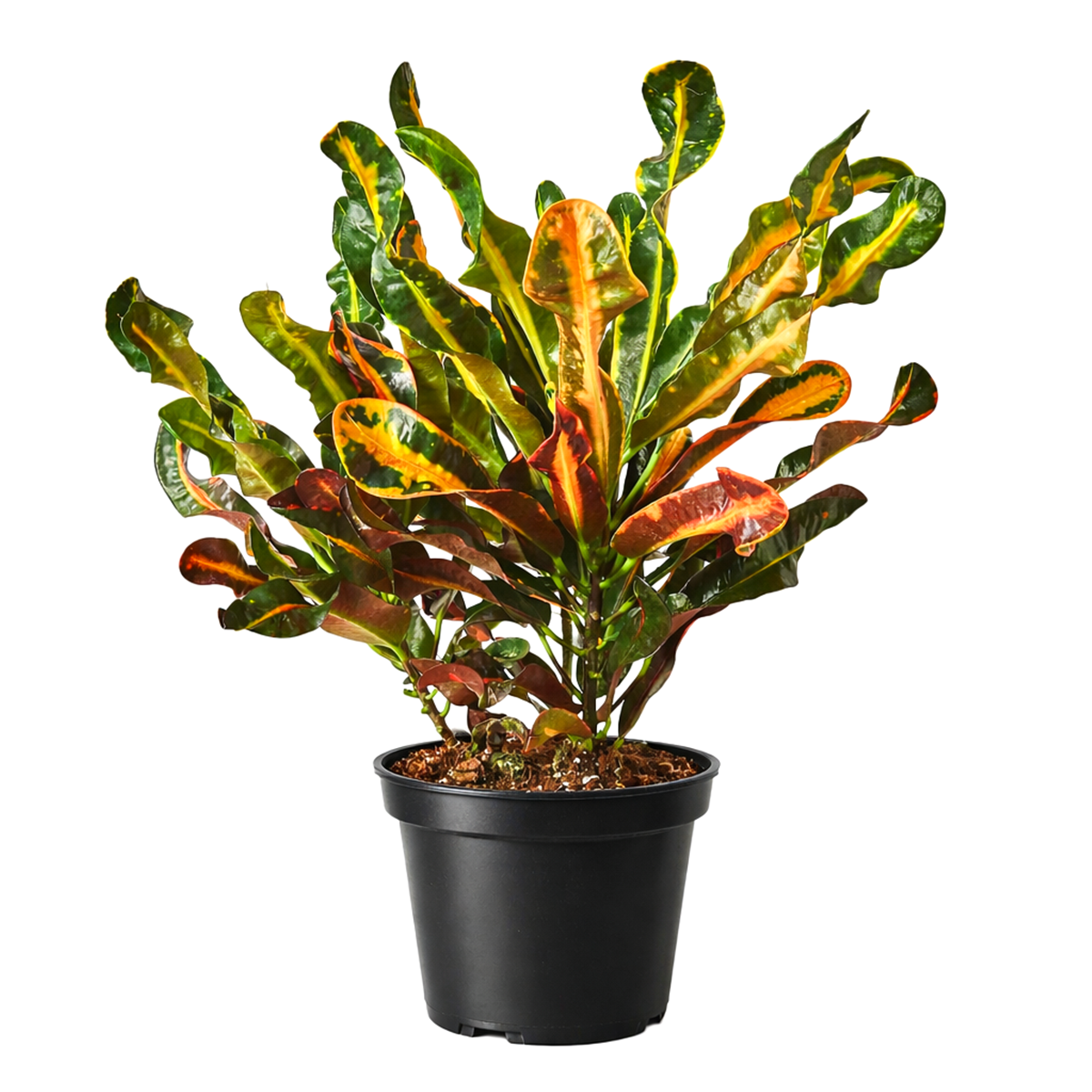 Croton Mammy, Colorful Foliage Houseplants, Houseplants for Homes and Offices, Live Croton Mammy, Air-purifying houseplants, Buy Croton Mammy Online, best online nursery california