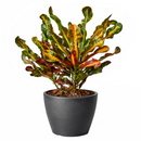 Croton Mammy, Colorful Foliage Houseplants, Houseplants for Homes and Offices, Live Croton Mammy, Air-purifying houseplants, Buy Croton Mammy Online, best online nursery california