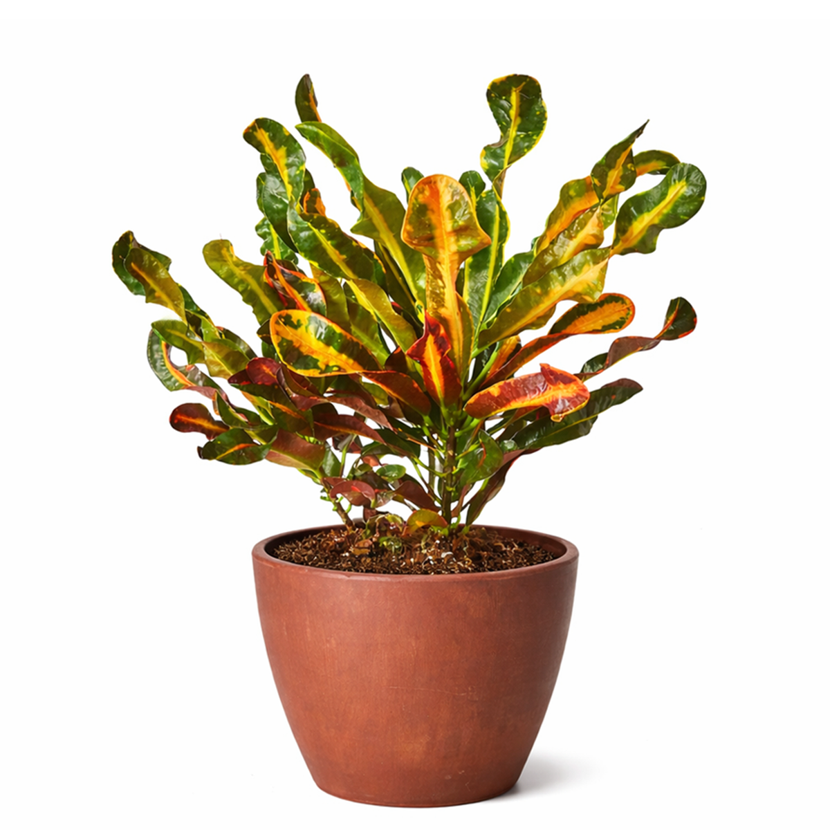 Croton Mammy, Colorful Foliage Houseplants, Houseplants for Homes and Offices, Live Croton Mammy, Air-purifying houseplants, Buy Croton Mammy Online, best online nursery california