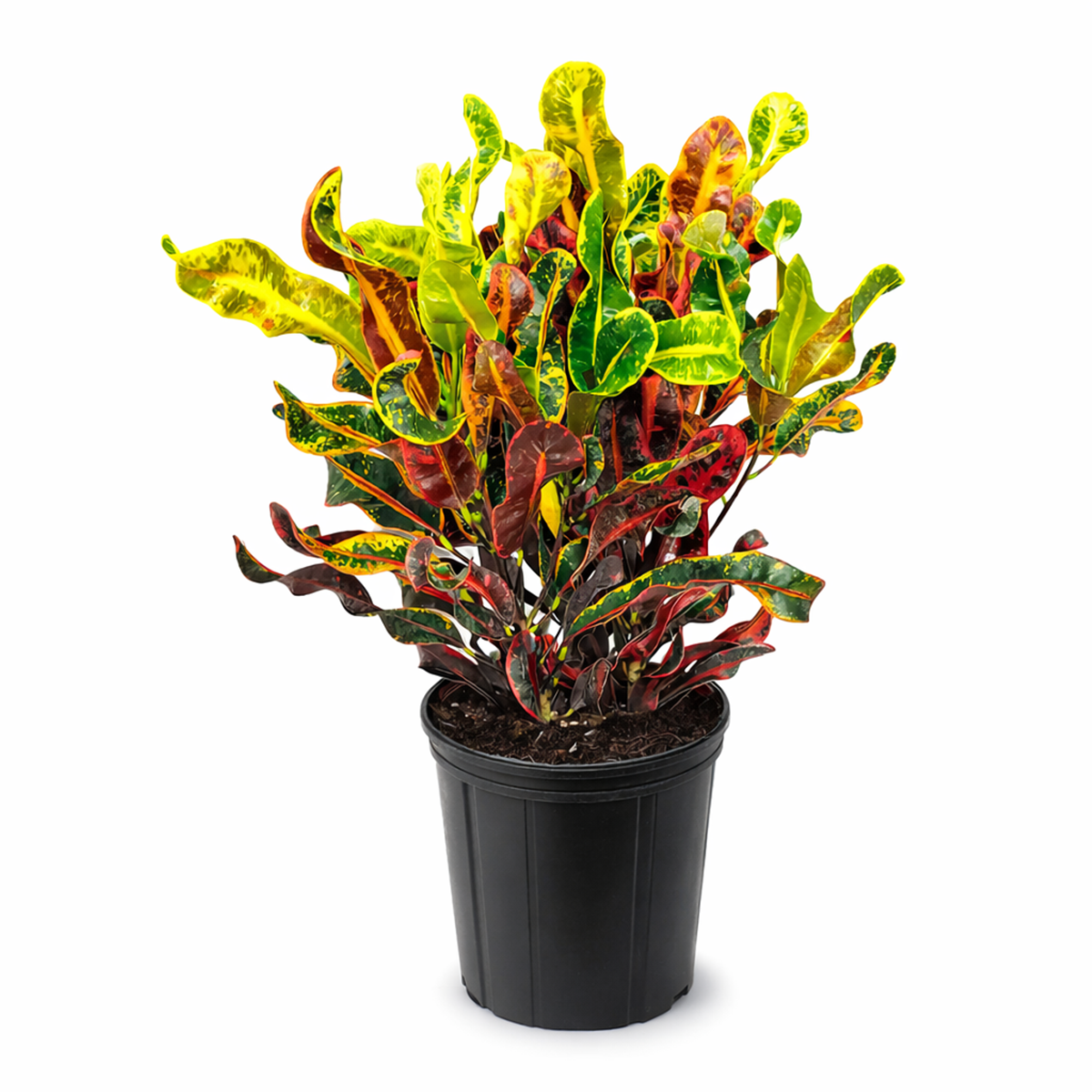 Croton Mammy, Colorful Foliage Houseplants, Houseplants for Homes and Offices, Live Croton Mammy, Air-purifying houseplants, Buy Croton Mammy Online, best online nursery california