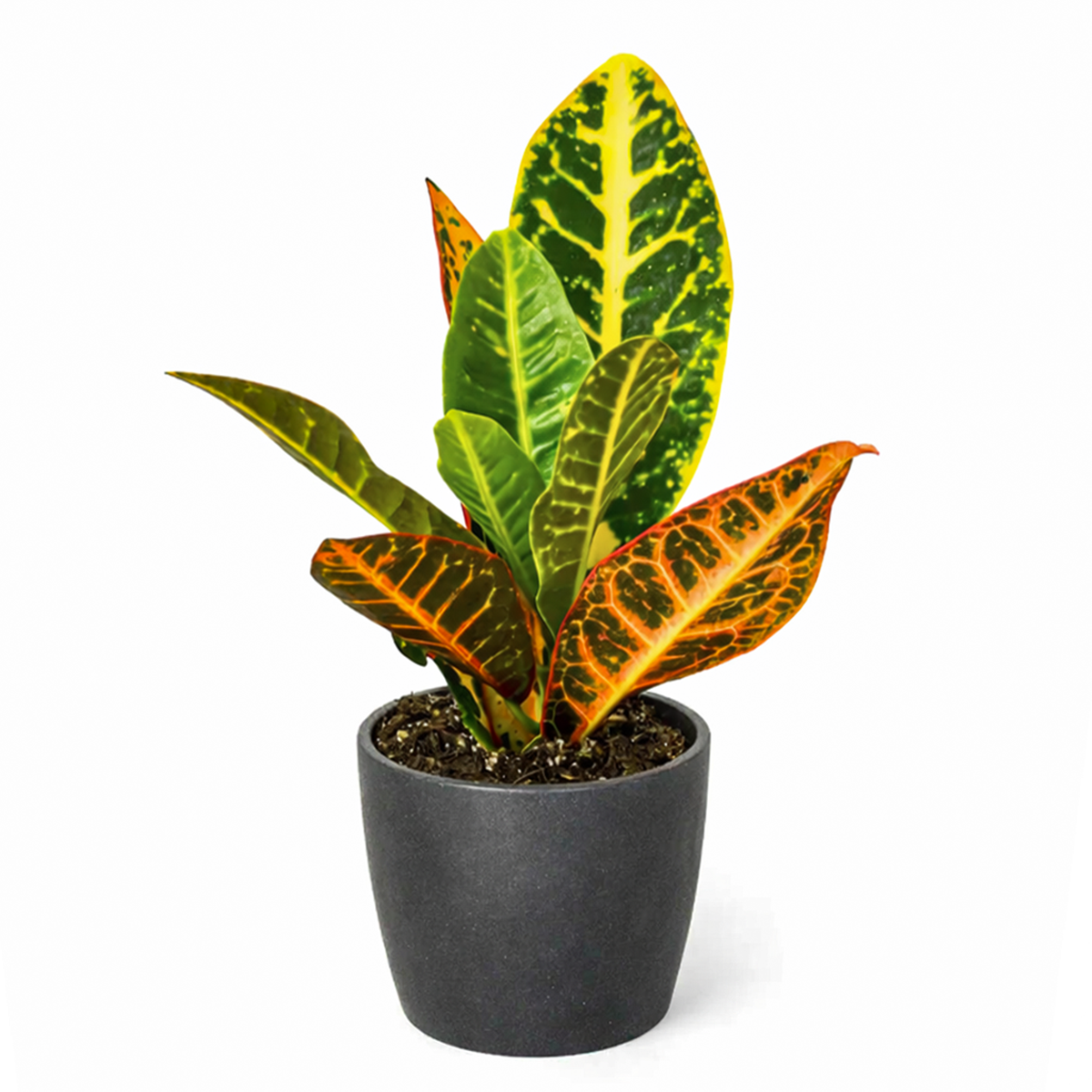 Croton Petra, variegated Croton, Codiaeum variegatum 'Petra', Petra Croton, Croton Petra care, Croton petra near me, variegated croton care, Petra croton care