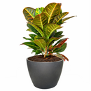 Croton Petra, variegated Croton, Codiaeum variegatum 'Petra', Petra Croton, Croton Petra care, Croton petra near me, variegated croton care, Petra croton care