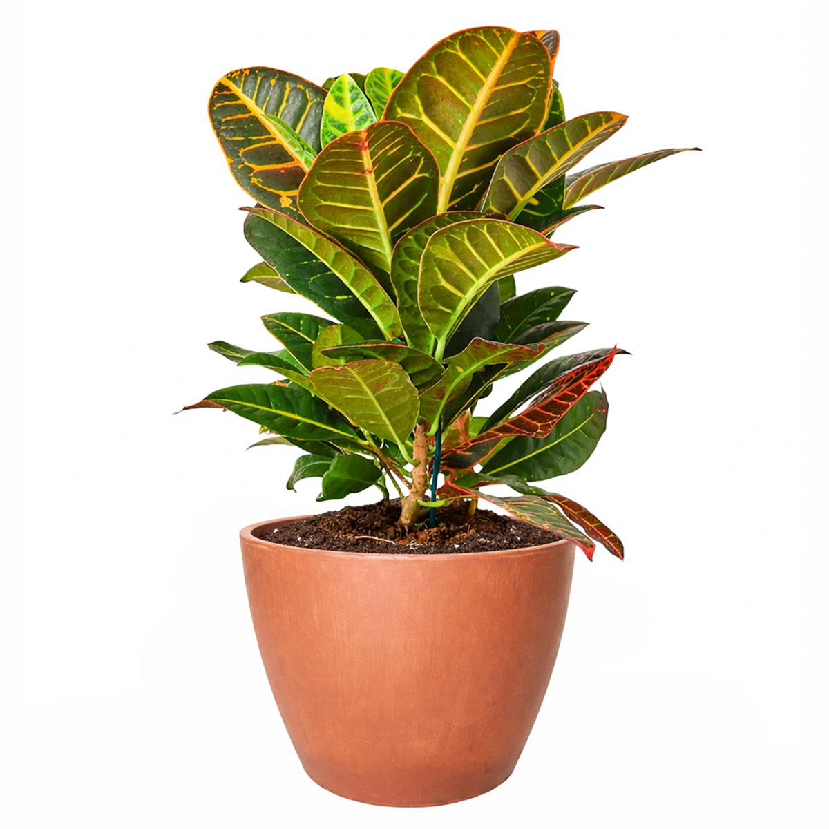 indoor potted croton plant Croton Petra Joseph's Coat