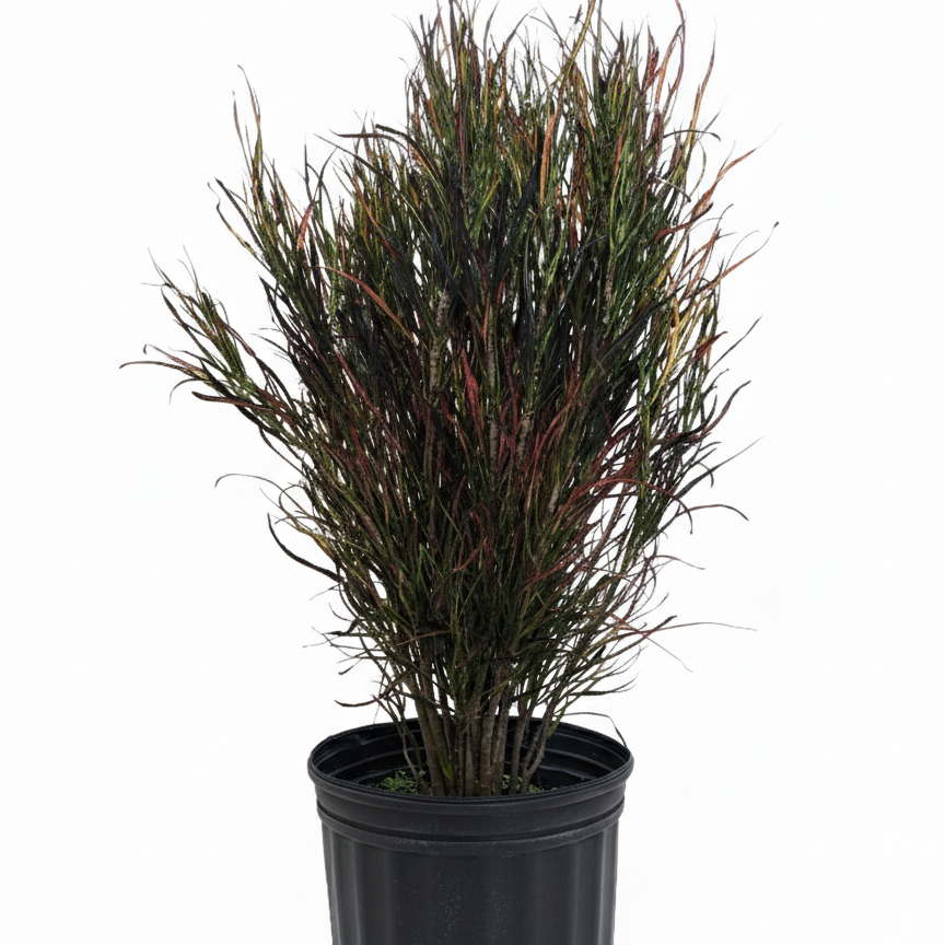 paintbrush succulent Croton Picasso - Picasso’s Paintbrush