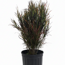 8 inch tropical houseplants, colorful large plants for home decoration, decorative live plants for sale