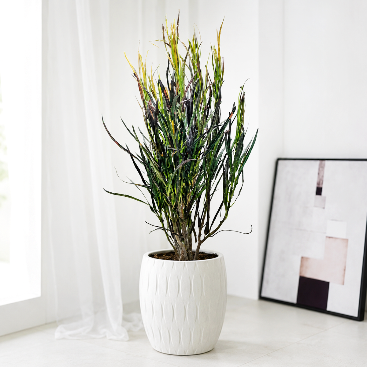 buy 4 inch Croton 'Picasso' online, 6 inch Croton 'Picasso' for sale, multicolored croton leaves, ornamental foliage houseplant, exotic tropical plant for home decor, striking colorful leaf plant, decorative potted croton, air purifying indoor plant, bold tropical foliage display, nursery grown croton plant