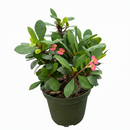 4 inch pink crown of thorn, pink flowering houseplants, plants for sale, buy live plants online