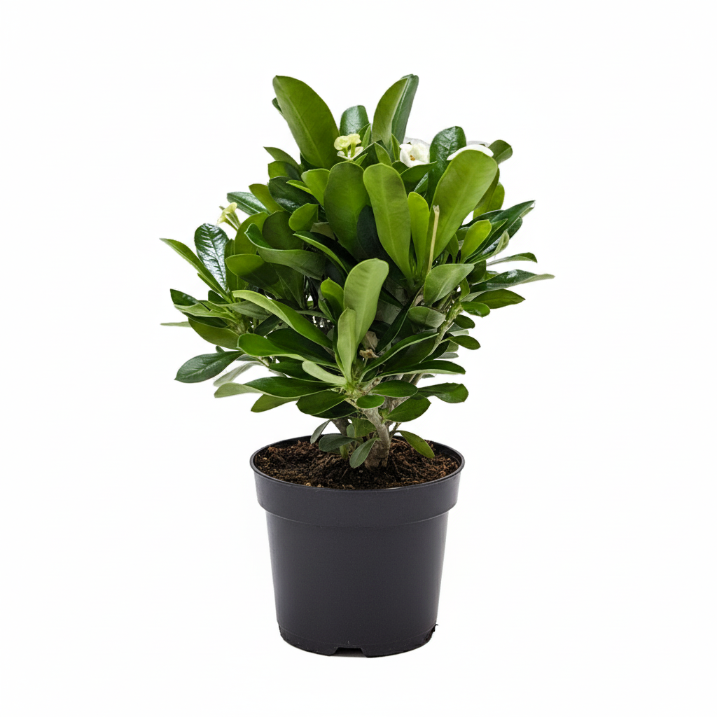 4 inch white Crown of Thorns plants, drought tolerant plants, low maintenance plants, buy flowering plants online