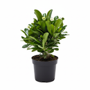 4 inch pink crown of thorn, pink flowering houseplants, plants for sale, buy live plants online