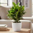 4 inch pink crown of thorn, pink flowering houseplants, plants for sale, buy live plants online