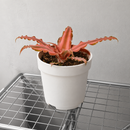 Cryptanthus 'Pink Star' - 4" Pot