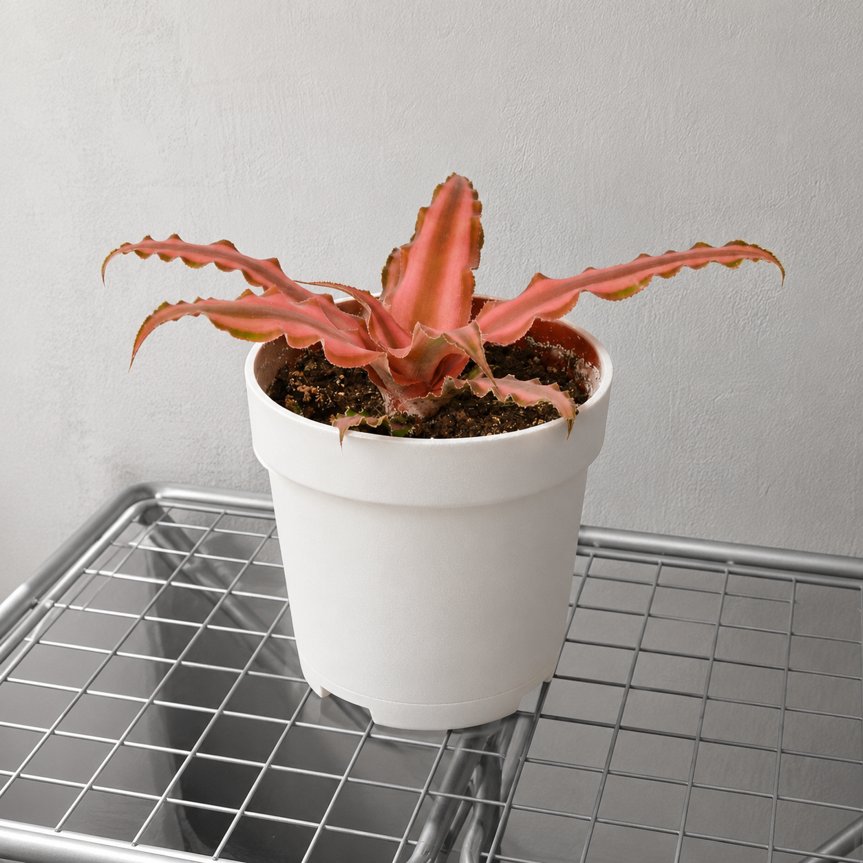 Buy 4 inch Cryptanthus 'Pink Star' online. Cryptanthus 'Pink Star' is a vibrant tropical houseplant admired for its striking pink and green star-shaped foliage that adds bold color to any indoor space. It thrives in bright, indirect light with well-draining soil and prefers moderate watering to keep its foliage healthy and vibrant. This compact indoor plant is perfect for homes, offices, or anyone looking to add a unique splash of color to their plant collection.