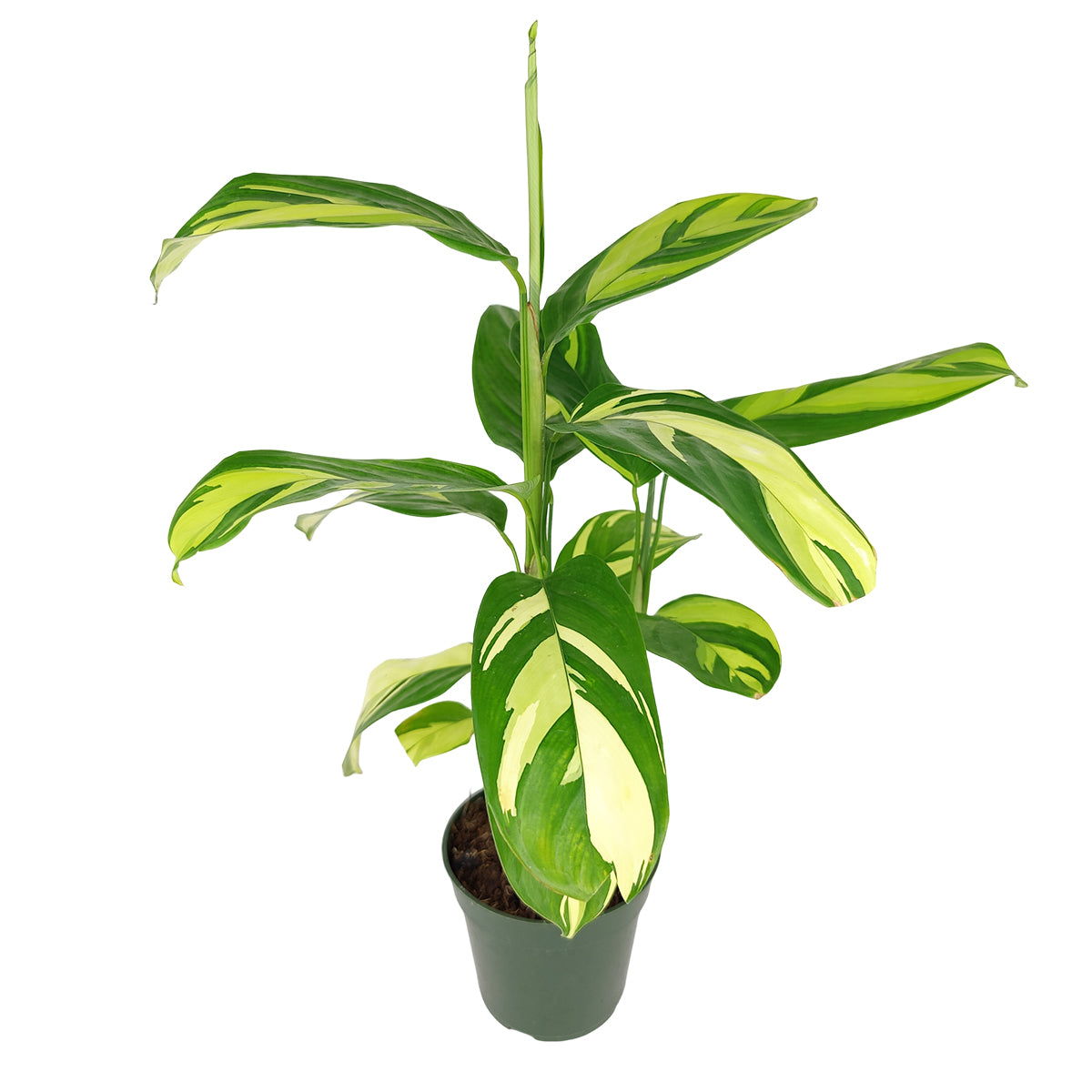 Ctenanthe Lubbersiana, Colorful foliage houseplant, Indoor Houseplant, Best Houseplant for Beginners, How to Care for Ctenanthe Lubbersiana, Ctenanthe Lubbersiana Care Tips, best place to buy outdoor plants online
