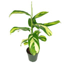 Ctenanthe Lubbersiana, Colorful foliage houseplant, Indoor Houseplant, Best Houseplant for Beginners, How to Care for Ctenanthe Lubbersiana, Ctenanthe Lubbersiana Care Tips, Houseplants