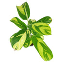 Ctenanthe Lubbersiana, Colorful foliage houseplant, Indoor Houseplant, Best Houseplant for Beginners, How to Care for Ctenanthe Lubbersiana, Ctenanthe Lubbersiana Care Tips, Houseplants