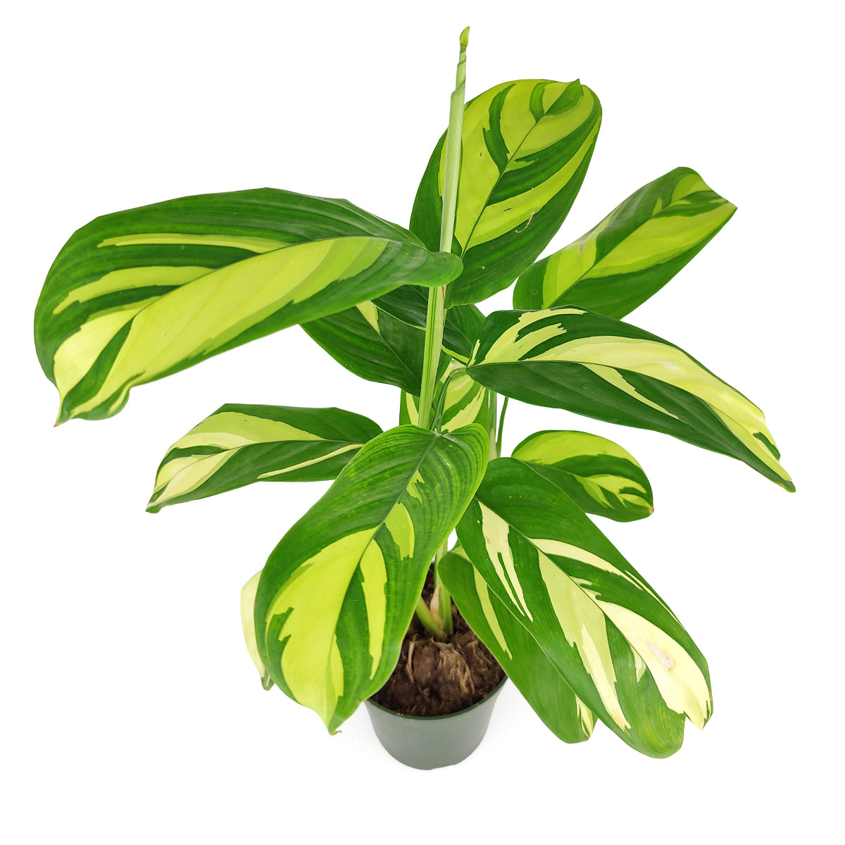 Ctenanthe Lubbersiana, Colorful foliage houseplant, Indoor Houseplant, Best Houseplant for Beginners, How to Care for Ctenanthe Lubbersiana