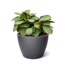 Ctenanthe burle-marxii 'Amagris'