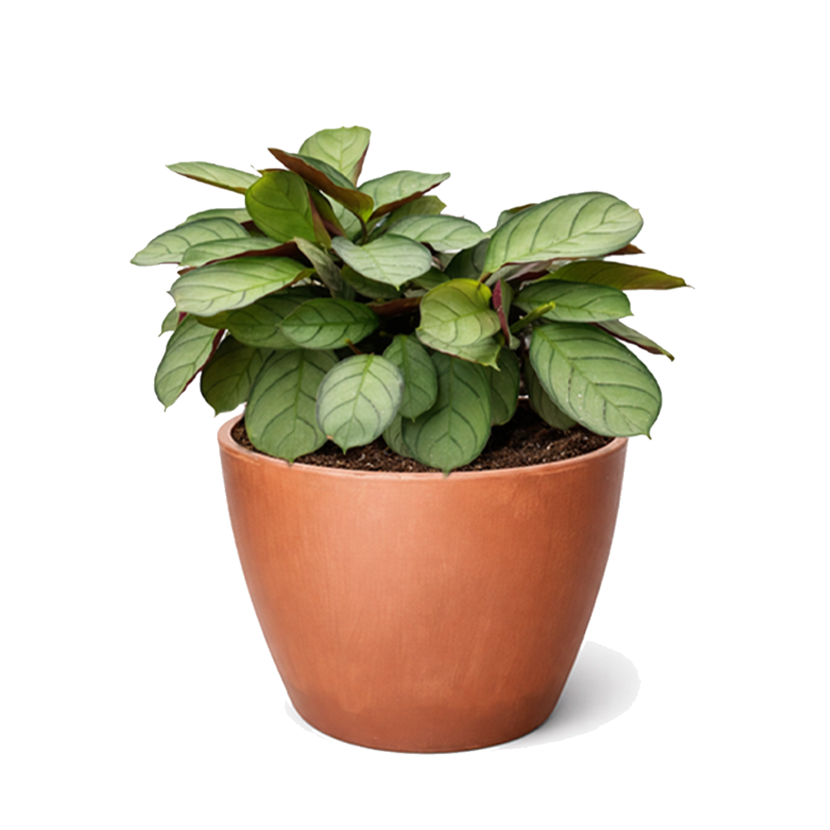 Ctenanthe burle-marxii 'Amagris'