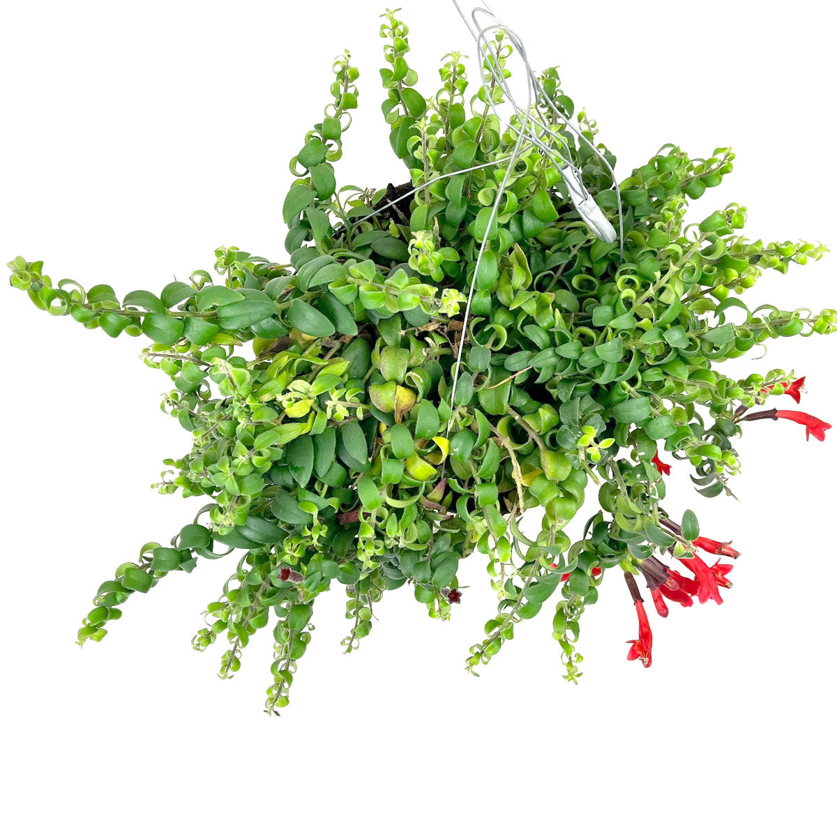 Drought tolerant houseplants, Pet-friendly plant, buy houseplant online, indoor plant for sale, online plant shop in ca