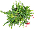 Drought tolerant houseplants, Pet-friendly plant, buy houseplant online, indoor plant for sale, online plant shop in ca