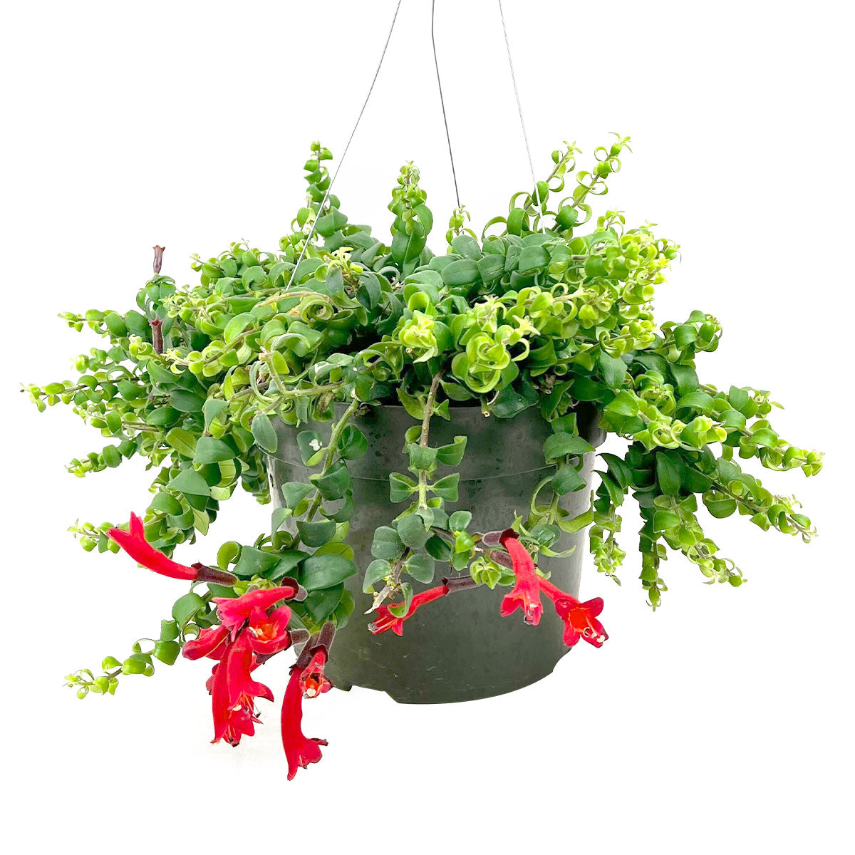 Curly Red Lipstick Plant, Aeschynanthus radicans &#39;Curly&#39;, Lipstick Plant, trailing houseplant, non-toxic plant, curly foliage, red tubular flowers