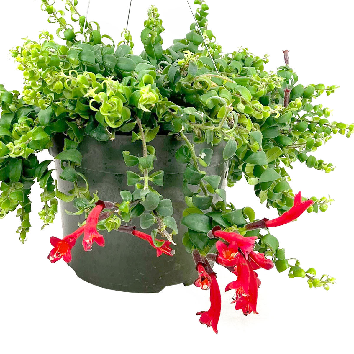 hanging basket plant, tropical plant, Flowering houseplant, Indoor plant, Home decor live plant, Easy to care for plants