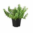 8 inch Curly Lipstick Plant, large flowering live plants, indoor plants for sale, buy live plants online