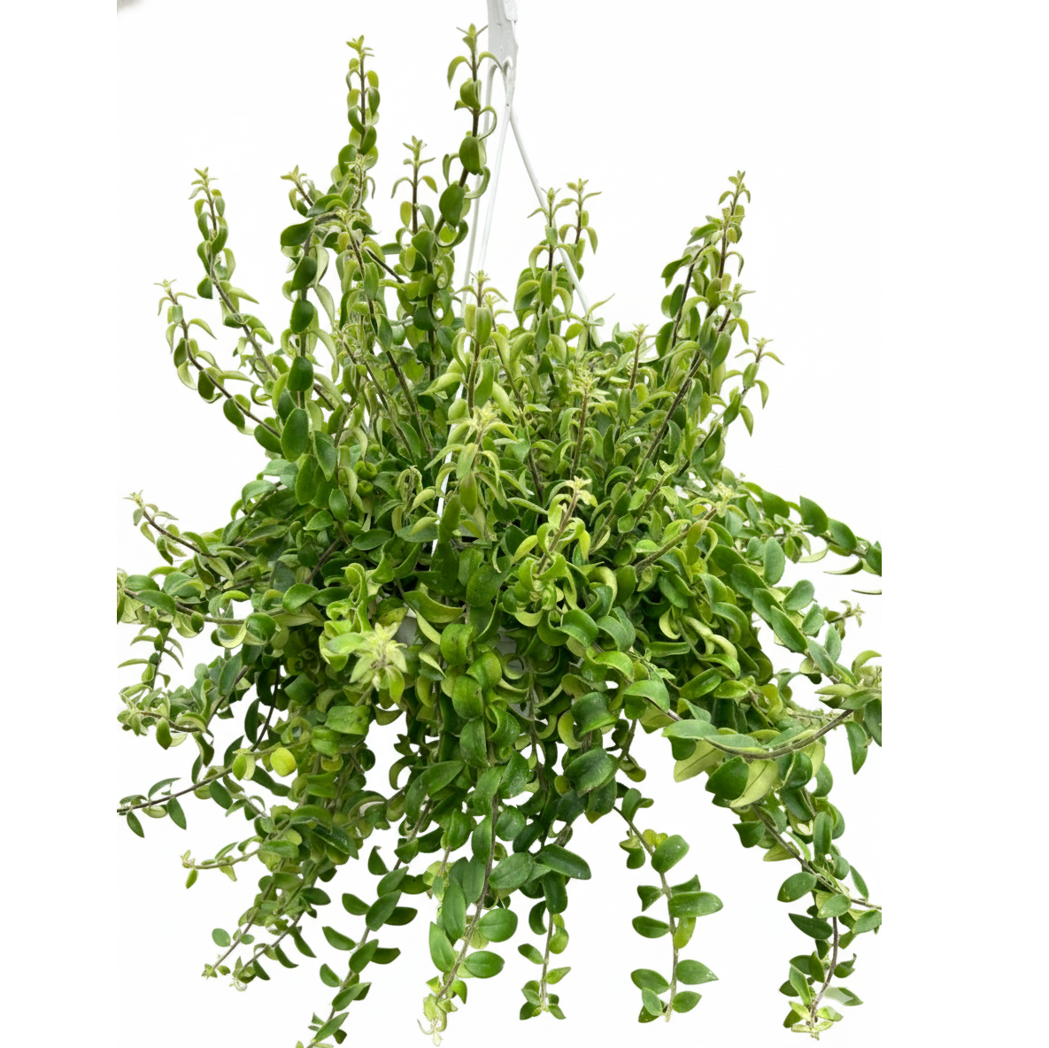 8 inch Curly Lipstick Plant, large flowering live plants, indoor plants for sale, buy live plants online