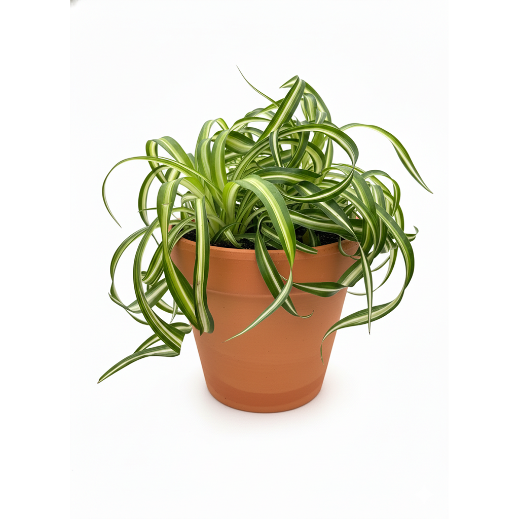 where can i buy spider plants near me Curly Spider Plant 'Bonnie' for Sale - Unique Air-Purifying Houseplant