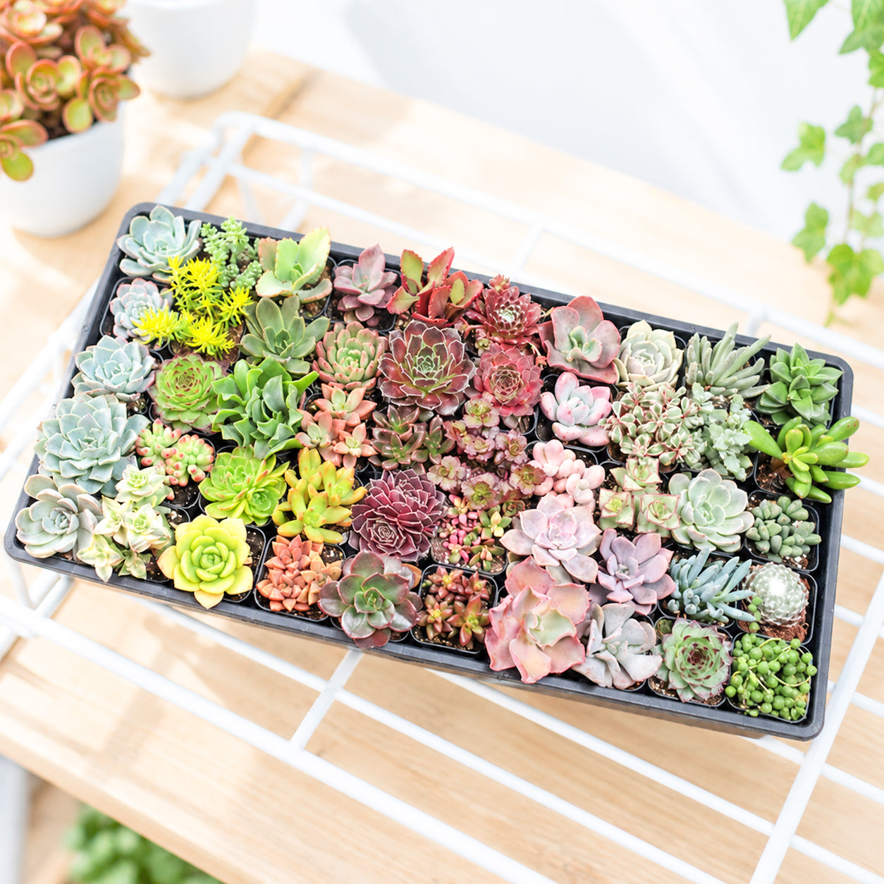 Custom Succulent Pack
