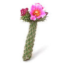 7–9 inch Cylindropuntia spinosior (Cane Cholla) for sale. Cylindropuntia spinosior is a unique cactus featuring upright segmented stems and dramatic spines that bring authentic desert character to any plant collection. It grows best in full sun with fast-draining soil and is highly drought-tolerant once established. This low-maintenance cactus is an excellent choice for collectors, homes, offices, or outdoor succulent gardens.