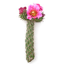7–9 inch Cylindropuntia spinosior (Cane Cholla) for sale. Cylindropuntia spinosior is a unique cactus featuring upright segmented stems and dramatic spines that bring authentic desert character to any plant collection. It grows best in full sun with fast-draining soil and is highly drought-tolerant once established. This low-maintenance cactus is an excellent choice for collectors, homes, offices, or outdoor succulent gardens.