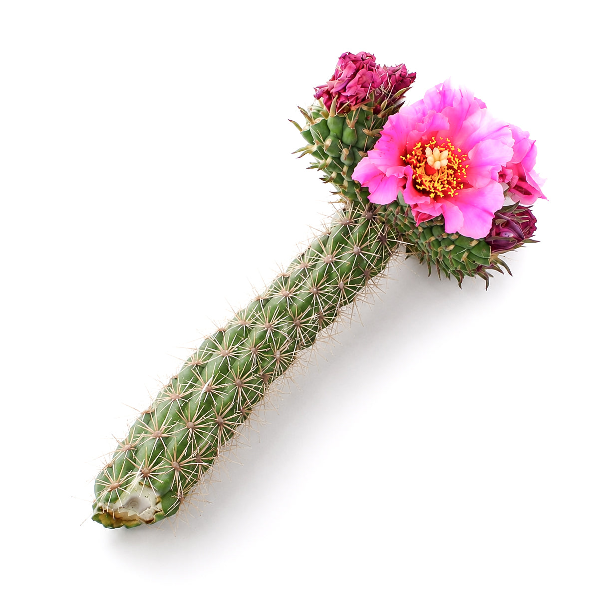 7–9 inch Cylindropuntia spinosior (Cane Cholla) for sale. Cane Cholla is a hardy desert cactus valued for its sculptural form and striking segmented stems that add texture and character to any space. It thrives in bright, direct light with fast-draining soil and requires minimal maintenance once established. This drought-tolerant cactus is perfect for indoor collections, outdoor landscapes, or as a unique gift for cactus enthusiasts.