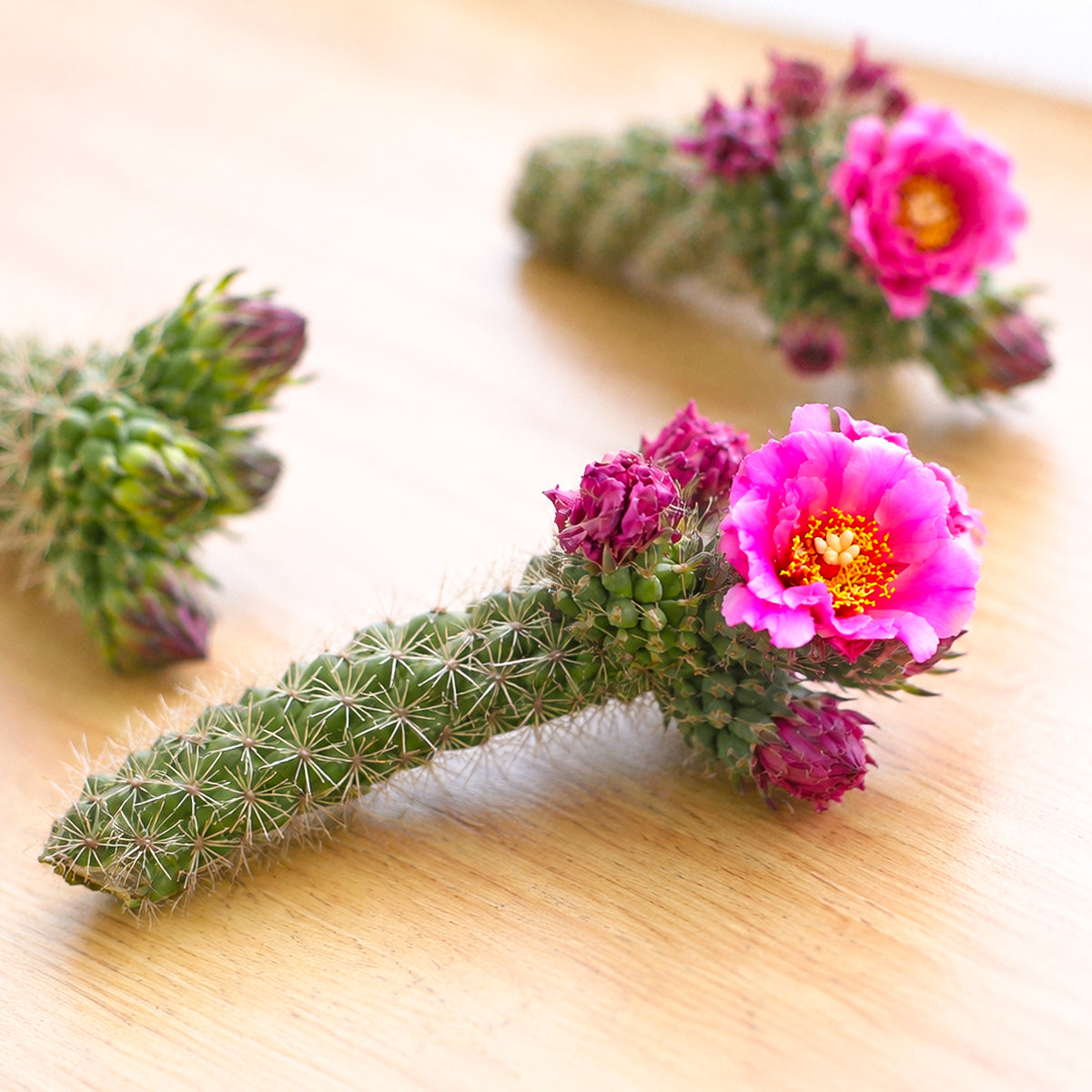 Buy 7–9 inch Cylindropuntia spinosior (Cane Cholla) online. Cylindropuntia spinosior, commonly known as Cane Cholla, is a striking desert cactus recognized for its branching stems and impressive spines that create a bold architectural display. It thrives in bright, direct sunlight with well-draining cactus soil and requires only occasional watering. This hardy cactus is perfect for succulent collections, sunny indoor spaces, or xeriscape gardens.