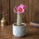 7–9 inch Cylindropuntia spinosior (Cane Cholla) for sale. Cylindropuntia spinosior is a unique cactus featuring upright segmented stems and dramatic spines that bring authentic desert character to any plant collection. It grows best in full sun with fast-draining soil and is highly drought-tolerant once established. This low-maintenance cactus is an excellent choice for collectors, homes, offices, or outdoor succulent gardens.