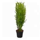 4 inch lemon cypress, drought-tolerant live plants, plants for holiday decoration, buy live plants online