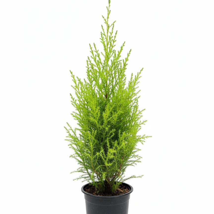 4 inch lemon cypress, drought-tolerant live plants, plants for holiday decoration, buy live plants online