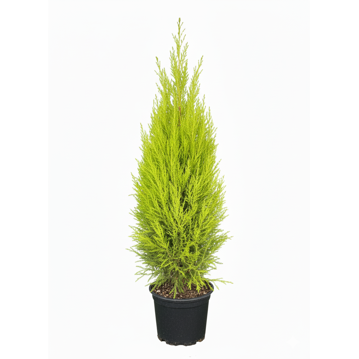 6 inch drought-tolerant plants, Lemon-scented Cypress, Decorative holiday plant 