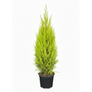 4 inch lemon cypress, drought-tolerant live plants, plants for holiday decoration, buy live plants online