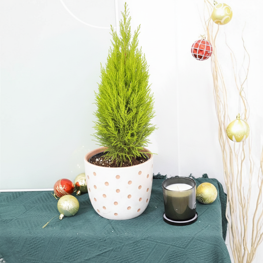 6 inch Cypress Lemon in decorative polka dot pot, mini xmas plants, buy xmas plants online