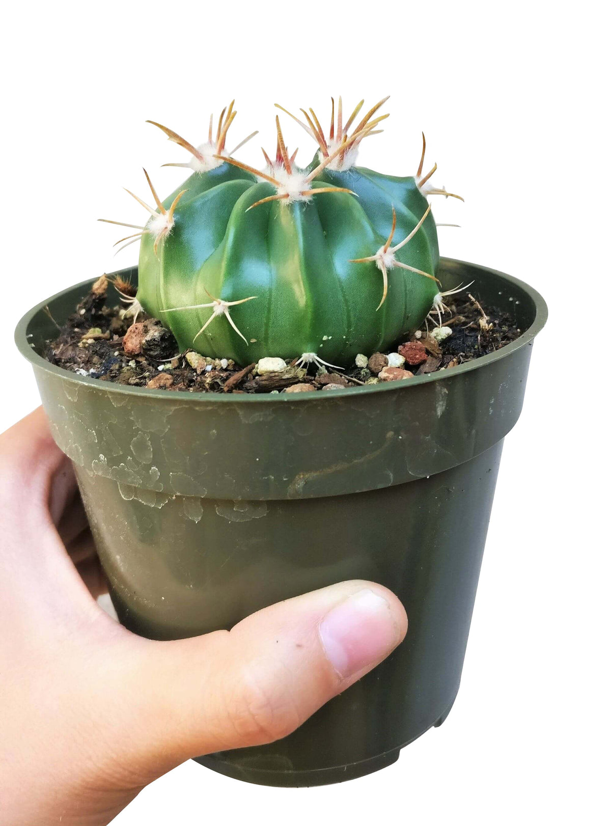 Devil's tongue cactus, Cactus ferocactus, succulent care, succulent subscription, indoor succulents, succulent plant, succulents garden, Succulents, cactus, succulent care guide, Devil's tongue cactus in California, How to grow Devil's tongue cactus, cactus, cactus succulent, succulent cactus, cacti, cactus and succulents, succulents box, succulent shop, buy succulents online