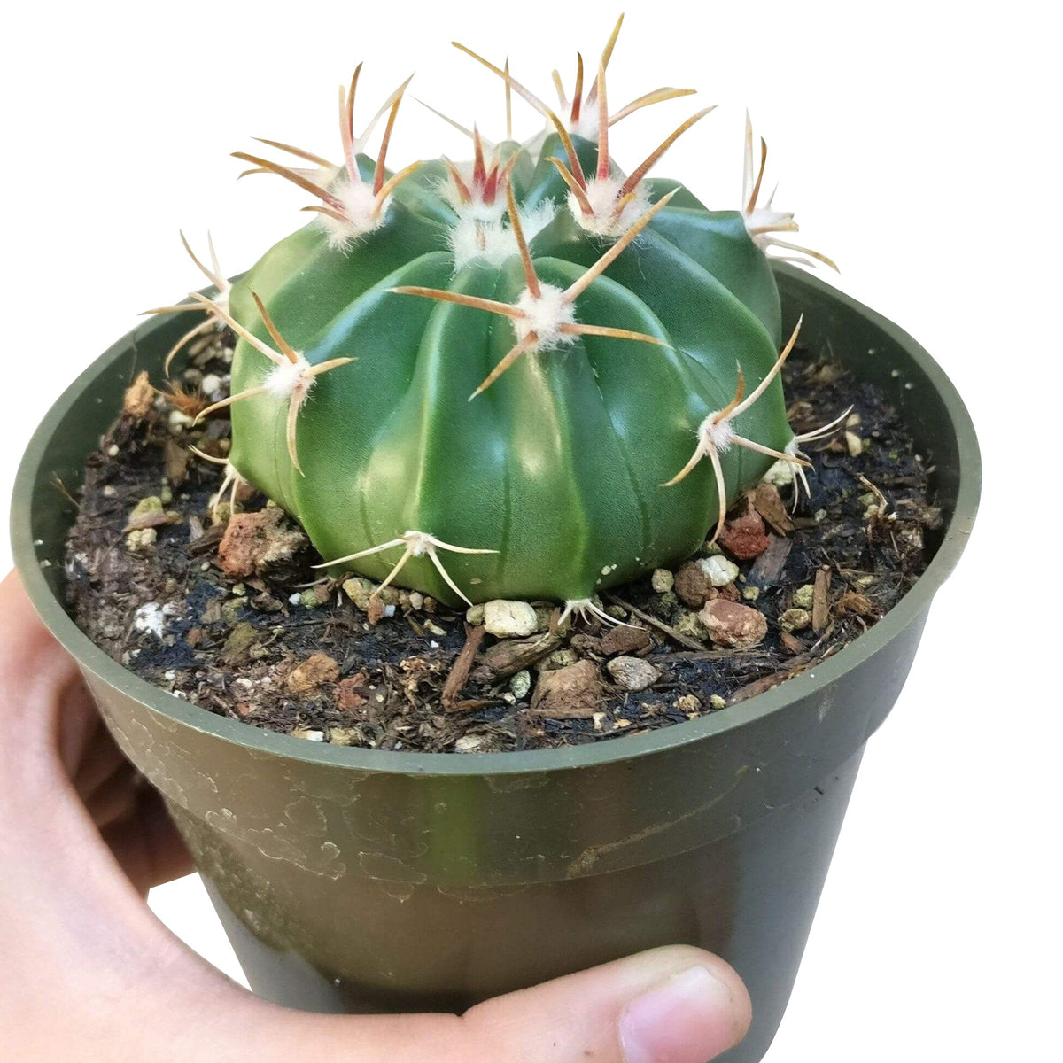 Devil's tongue cactus, Cactus ferocactus, succulent care, succulent subscription, indoor succulents, succulent plant, succulents garden, Succulents, cactus, succulent care guide, Devil's tongue cactus in California, How to grow Devil's tongue cactus, cactus, cactus succulent, succulent cactus, cacti, cactus and succulents, succulents box, succulent shop, buy succulents online